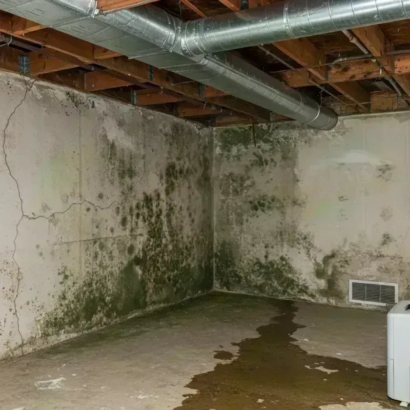 Professional Mold Removal in Vandalia, IL